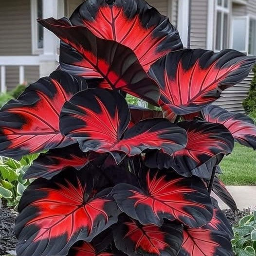 🌺 Eternal Bloom™ – Pack de 200 Semillas de Hosta Roja y Negra 🖤✨
