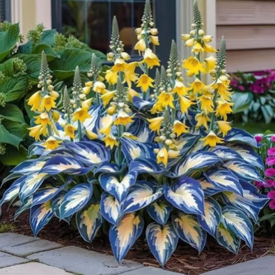 🌿 100 Semillas de Hosta Premium Raras – ¡Solo $89.900!