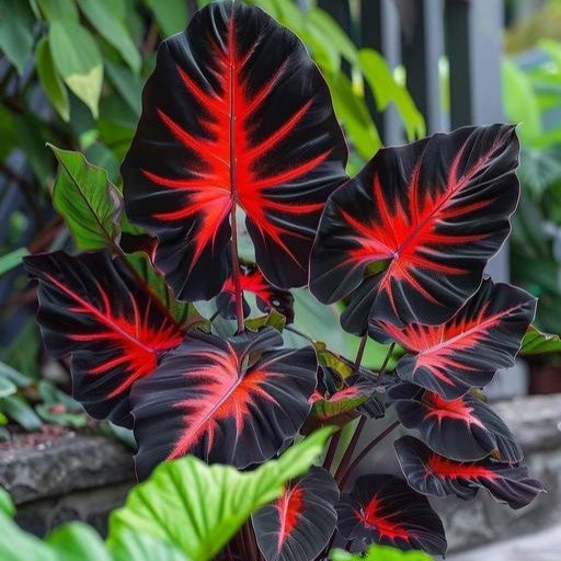 🌺 Eternal Bloom™ – Pack de 200 Semillas de Hosta Roja y Negra 🖤✨
